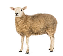 Sheep Feed