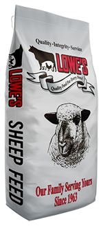 Sheep Feed